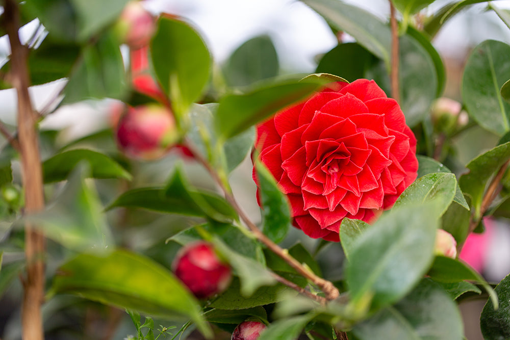 Camellia x williamsii 'Black Lace'