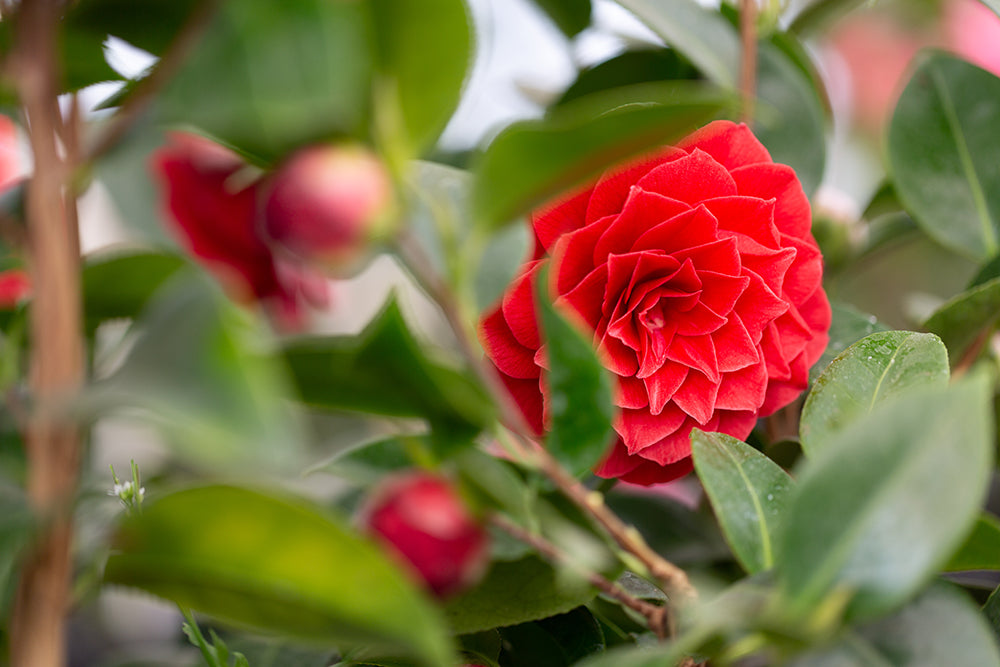 Camellia x williamsii 'Black Lace'