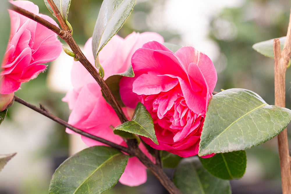 Camellia x williamsii 'Debbie' 