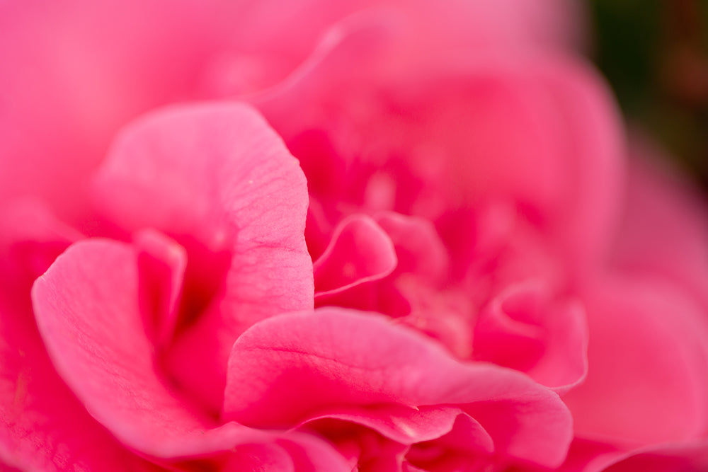 Camellia x williamsii 'Debbie' 