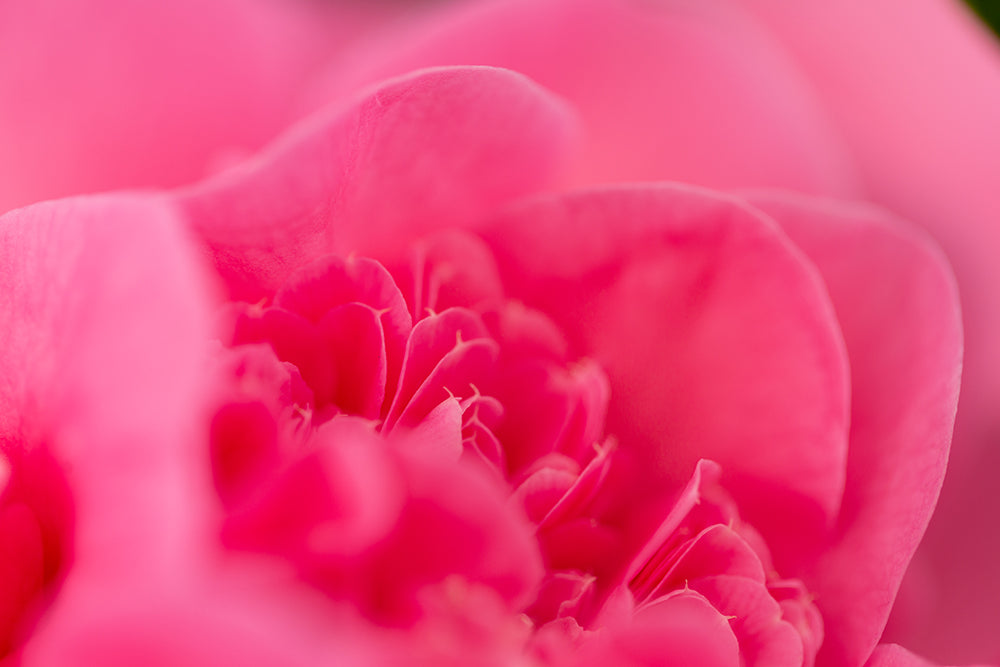 Camellia x williamsii 'Debbie' 