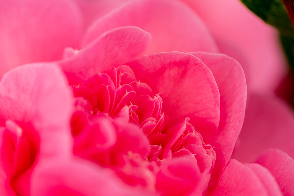 Camellia x williamsii 'Debbie' 