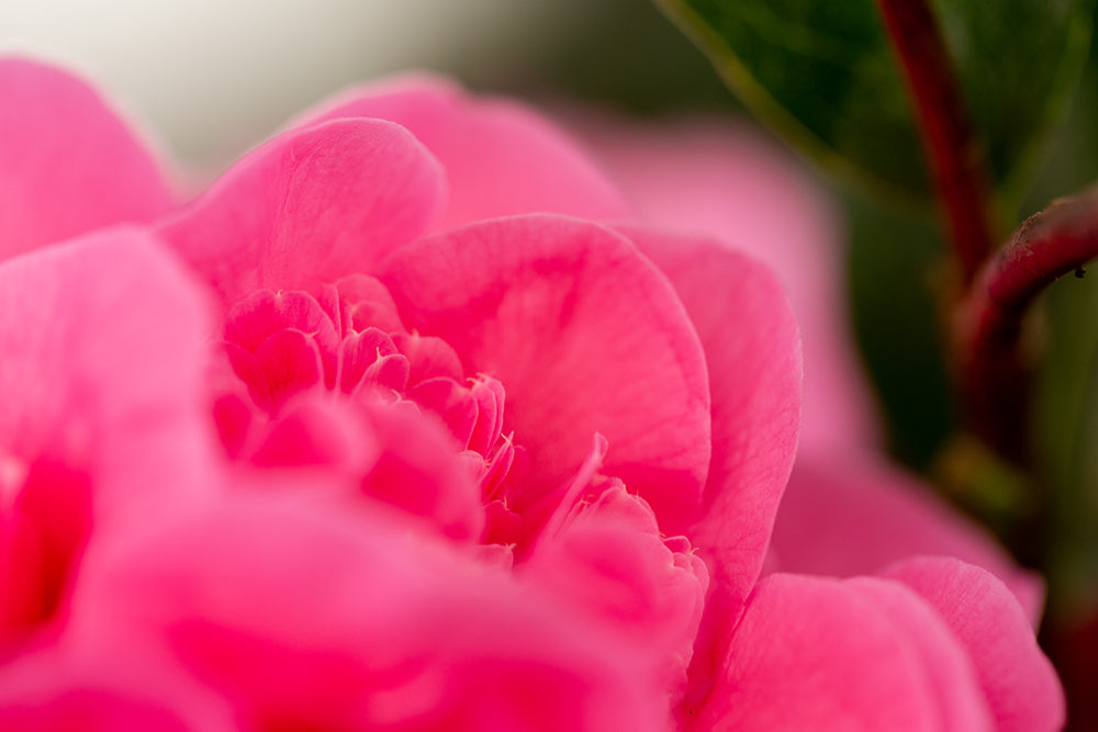 Camellia x williamsii 'Debbie' 