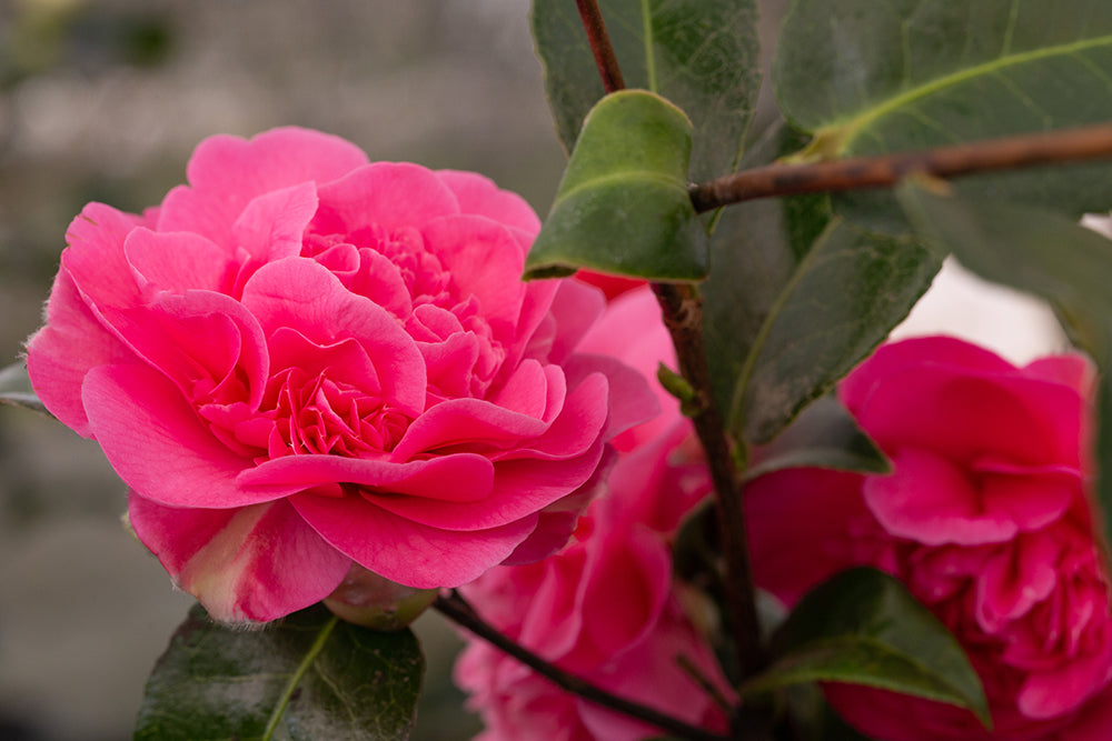 Camellia x williamsii 'Debbie' 