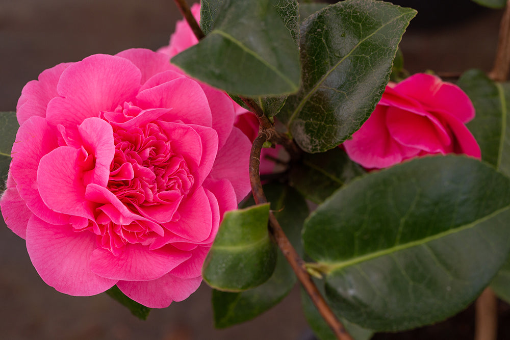 Camellia x williamsii 'Debbie' 