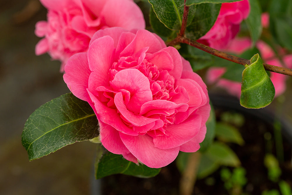 Camellia x williamsii 'Debbie' 