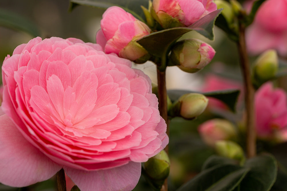 Camellia x williamsii 'E G Waterhouse'