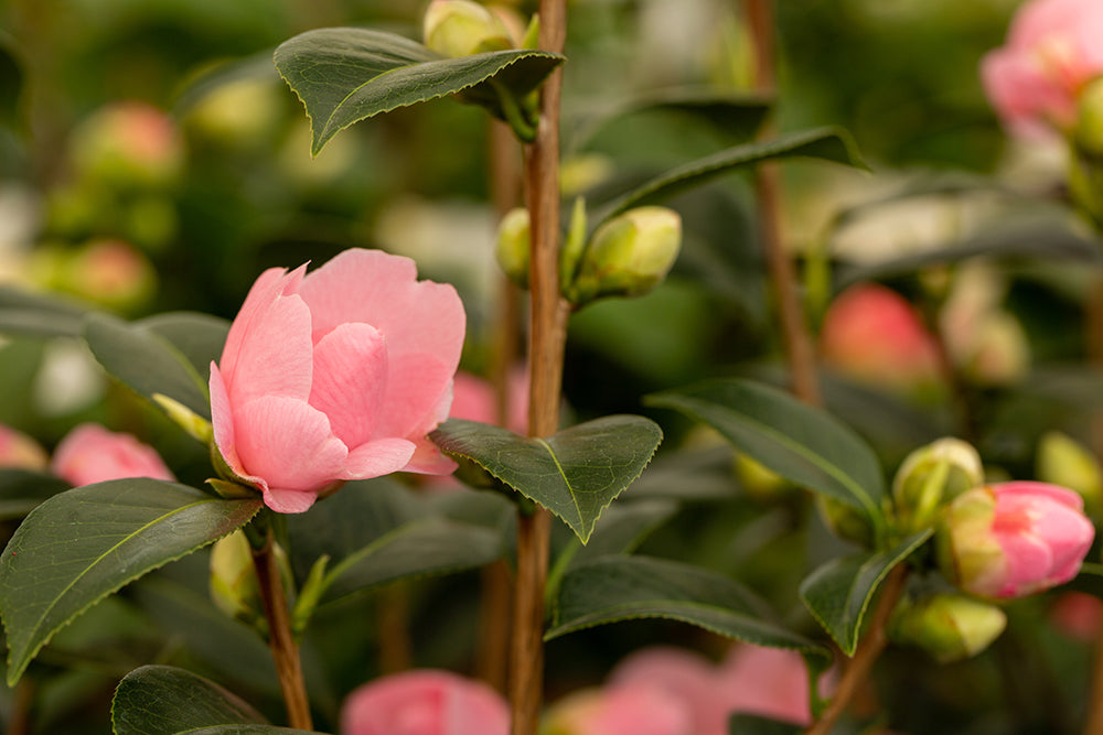 Camellia x williamsii 'E G Waterhouse'