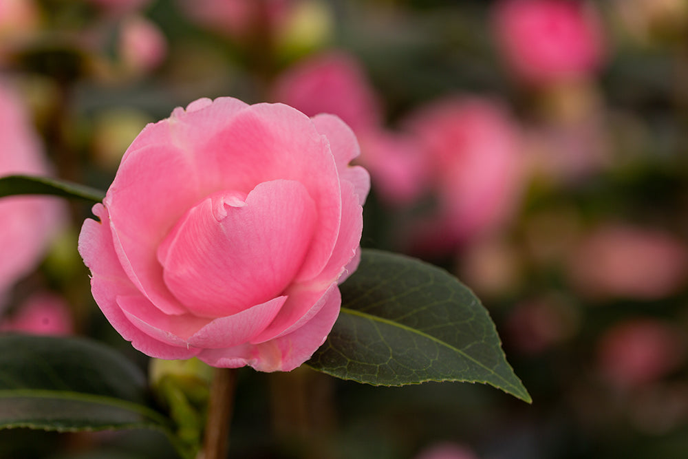 Camellia x williamsii 'E G Waterhouse'