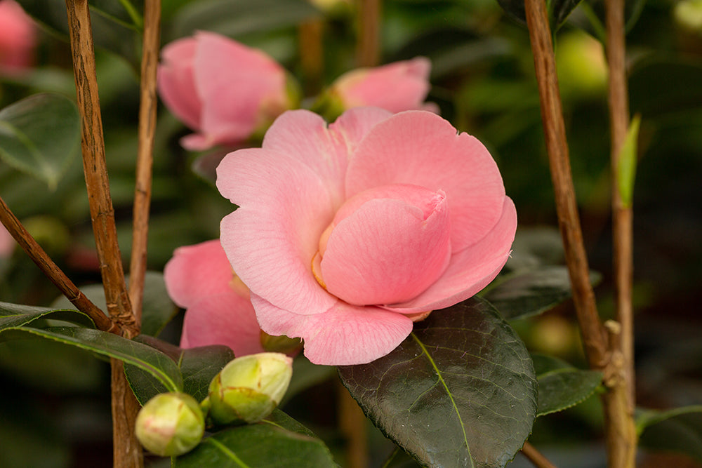 Camellia x williamsii 'E G Waterhouse'