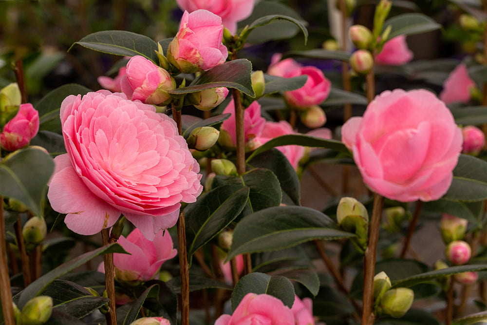 Camellia x williamsii 'E G Waterhouse'