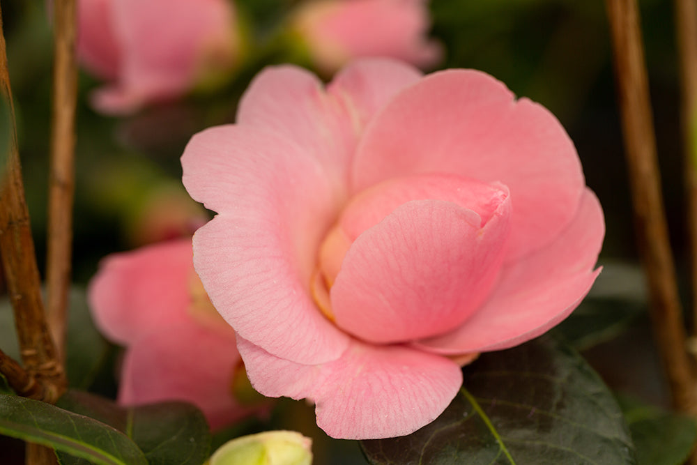 Camellia x williamsii 'E G Waterhouse'