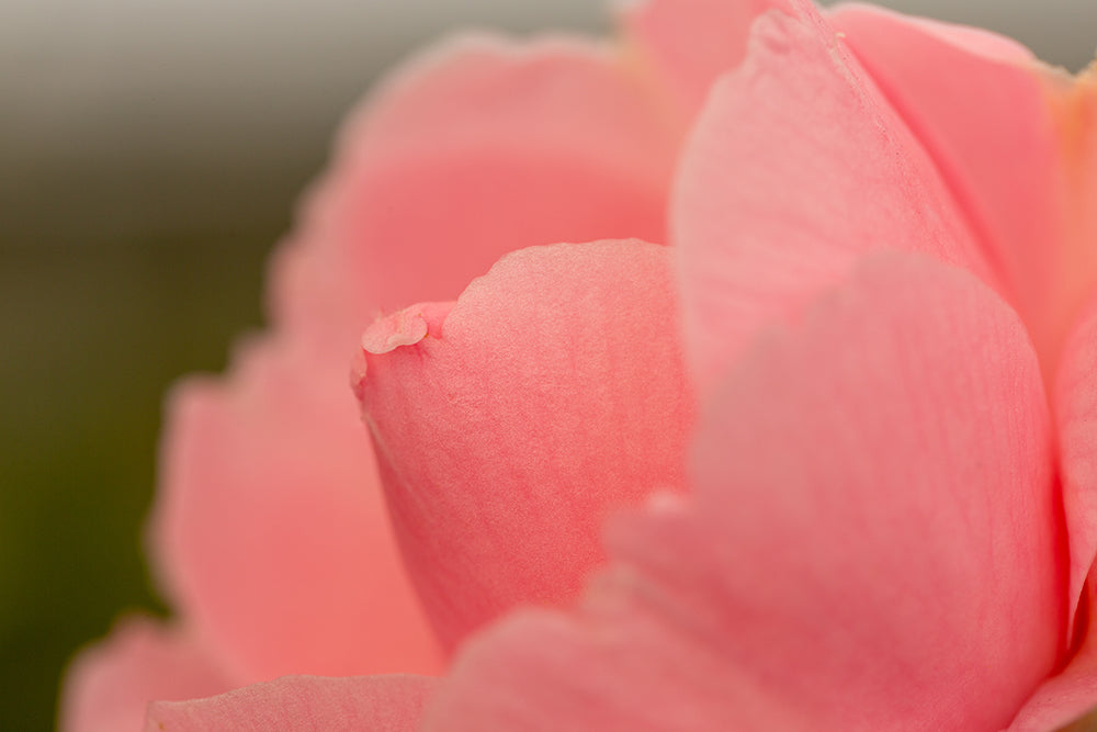 Camellia x williamsii 'E G Waterhouse'