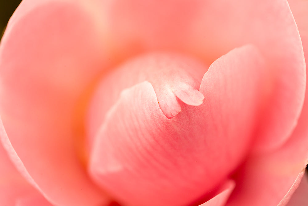 Camellia x williamsii 'E G Waterhouse'