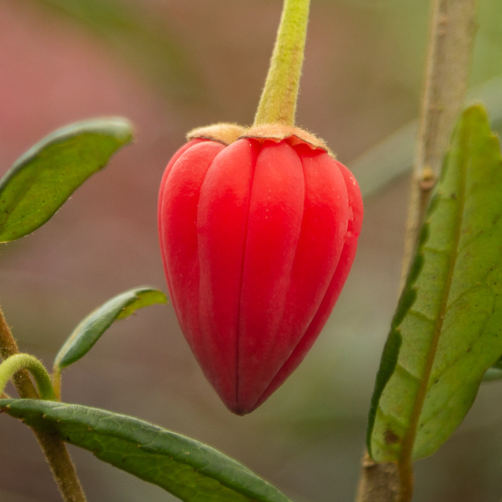 Crinodendron hookeranium