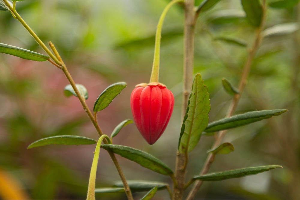 Crinodendron hookeranium