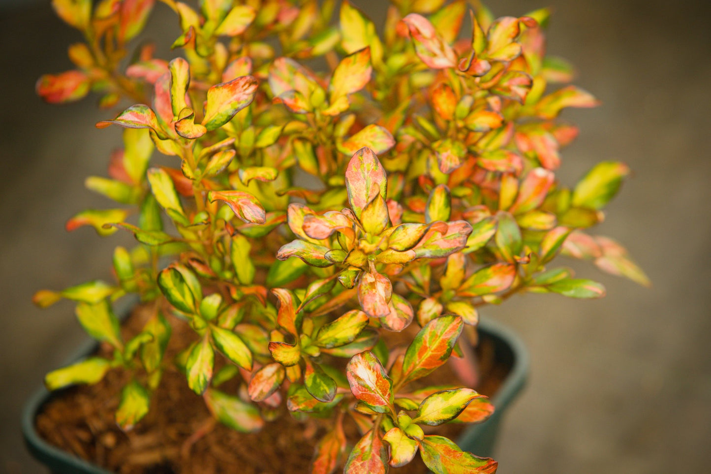 Coprosma Evening Glow