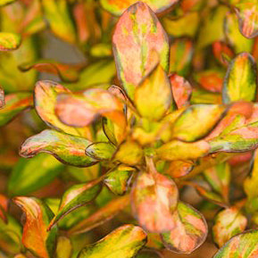 Coprosma Evening Glow