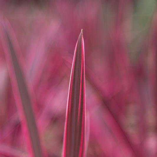 EXO_Cordyline_Australis_Pink_Passsion