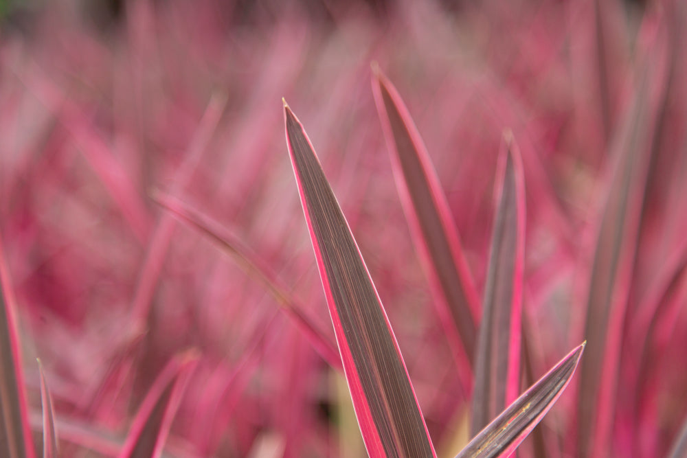 Cordyline_Australis_Pink_Passsion