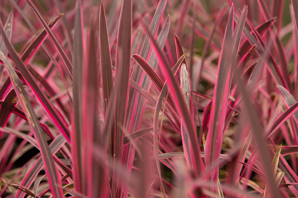 Cordyline_Australis_Pink_Passsion