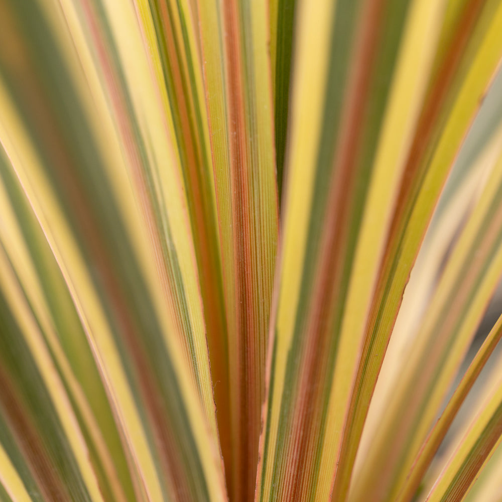 Cordyline_australis_Torbay_Dazzler