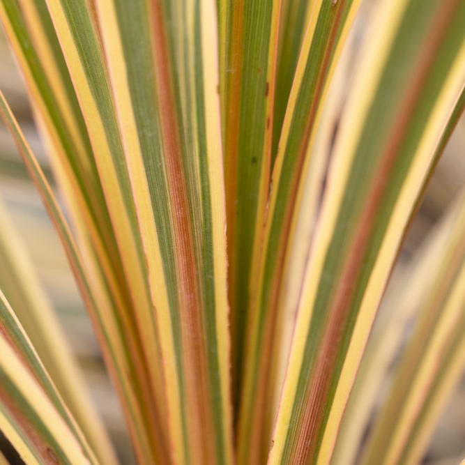 Cordyline_australis_Torbay_Dazzler