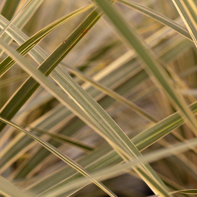 Cordyline_australis_Torbay_Dazzler