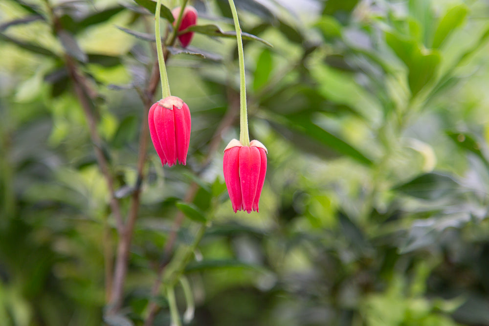 Crinodendron hookeranium