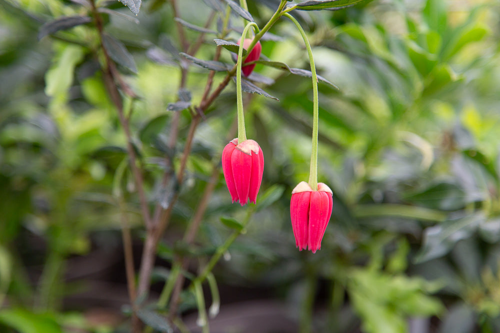 Crinodendron hookeranium