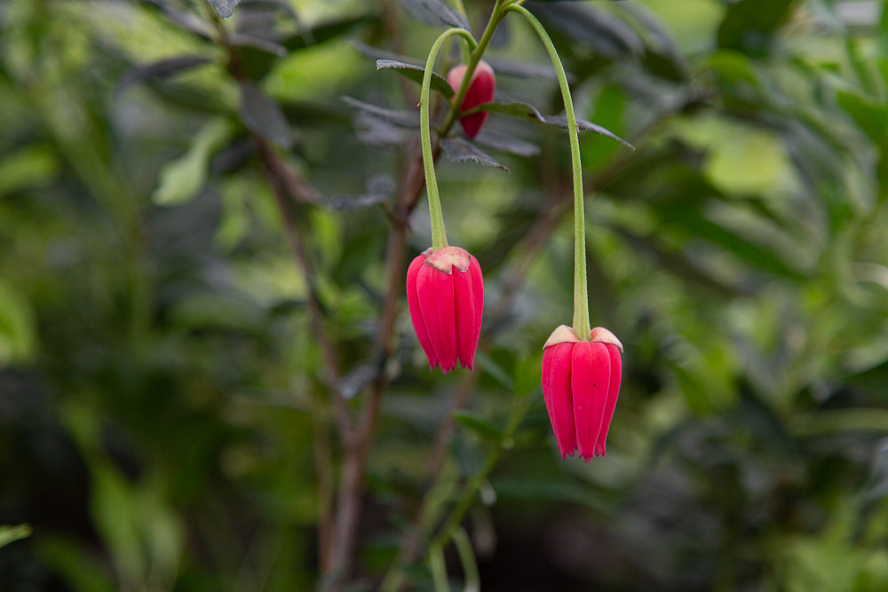 Crinodendron hookeranium