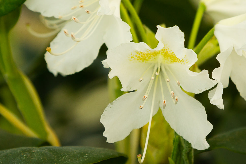 Rhododendron hybrid ‘Cunningham’s White’