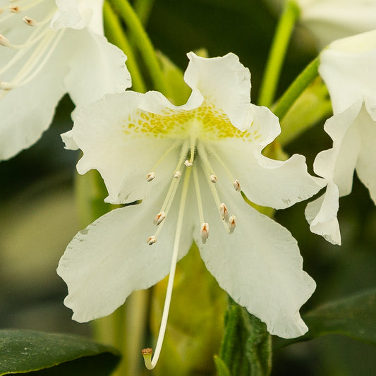 Rhododendron hybrid ‘Cunningham’s White’