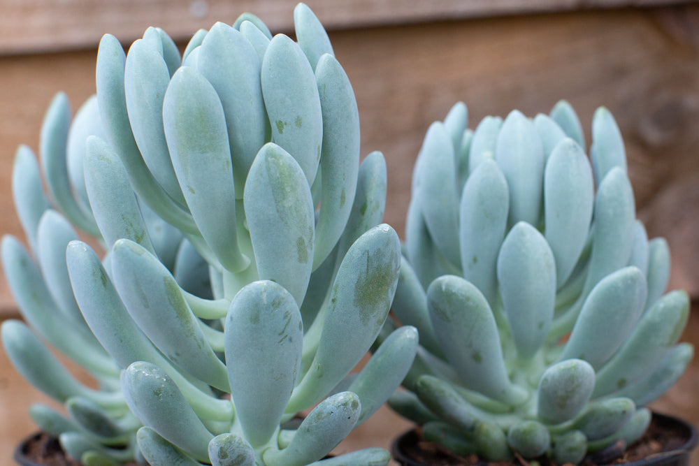 Echeveria_Cana