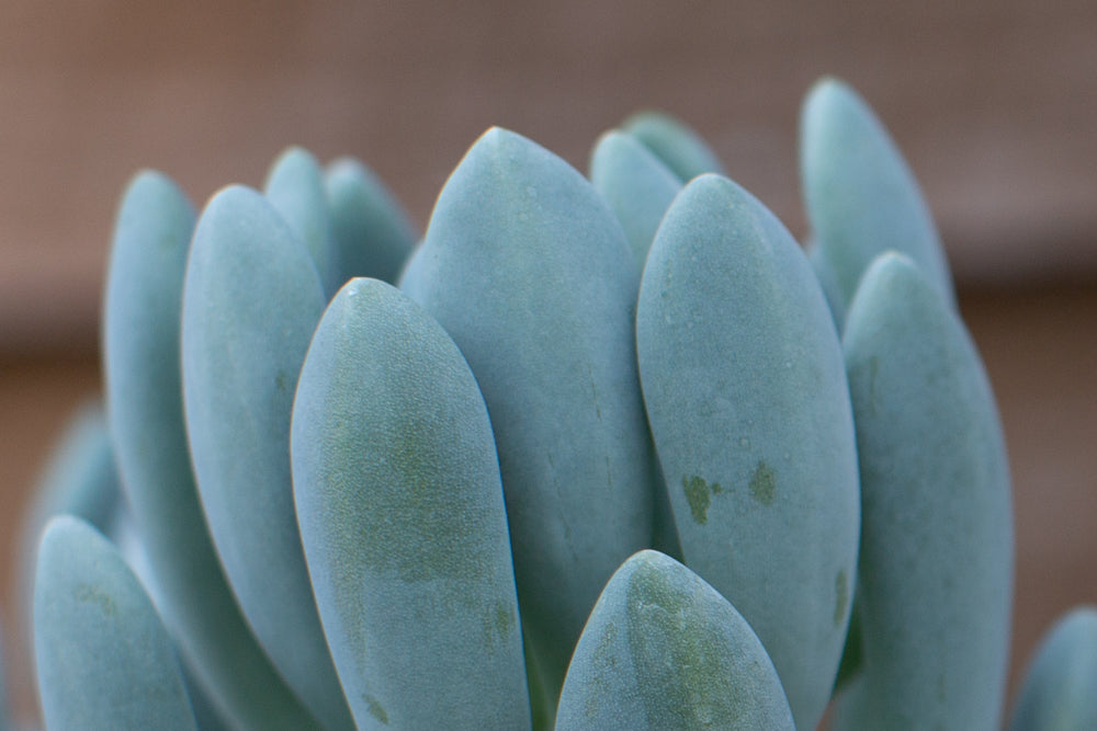 Echeveria_Cana