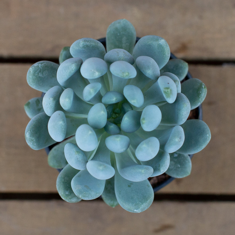 Echeveria_Cana