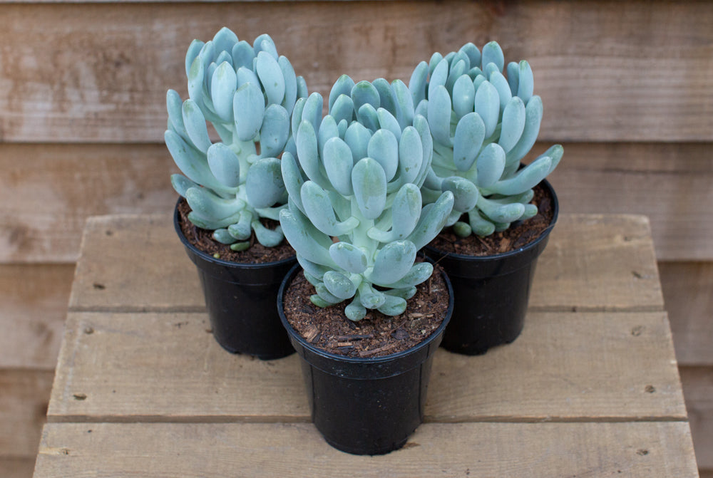 Echeveria_Cana