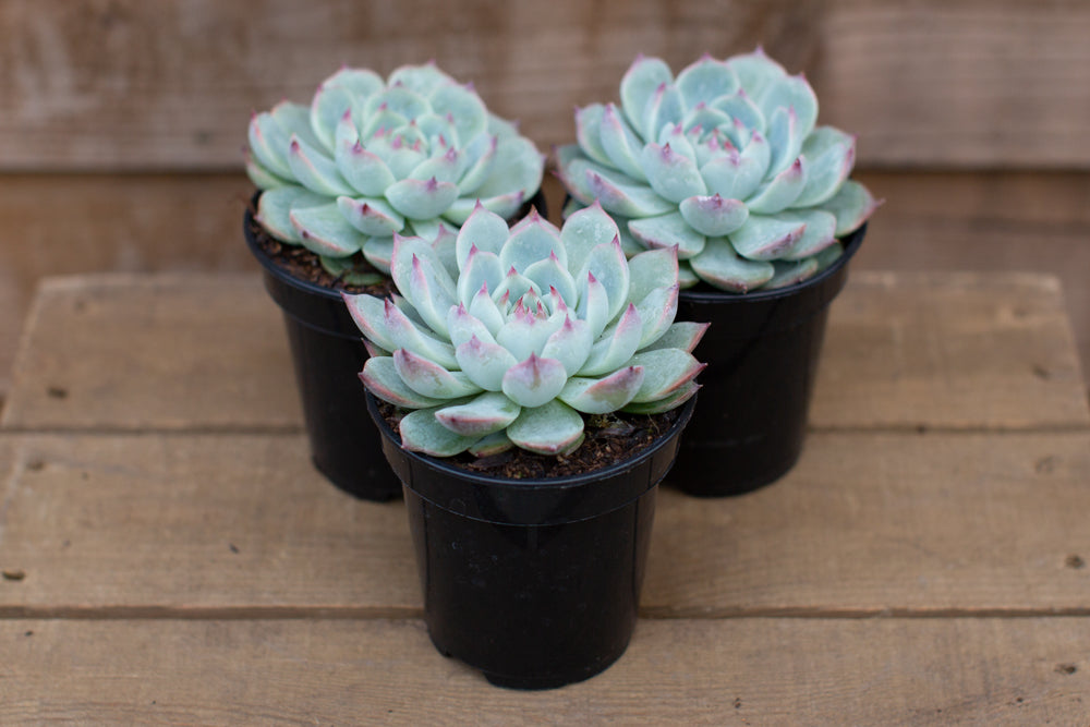 Echeveria chihuahuensis