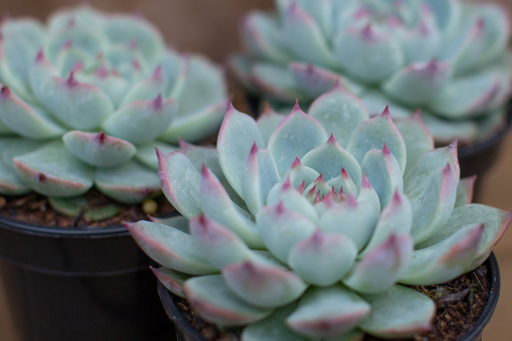 Echeveria chihuahuensis