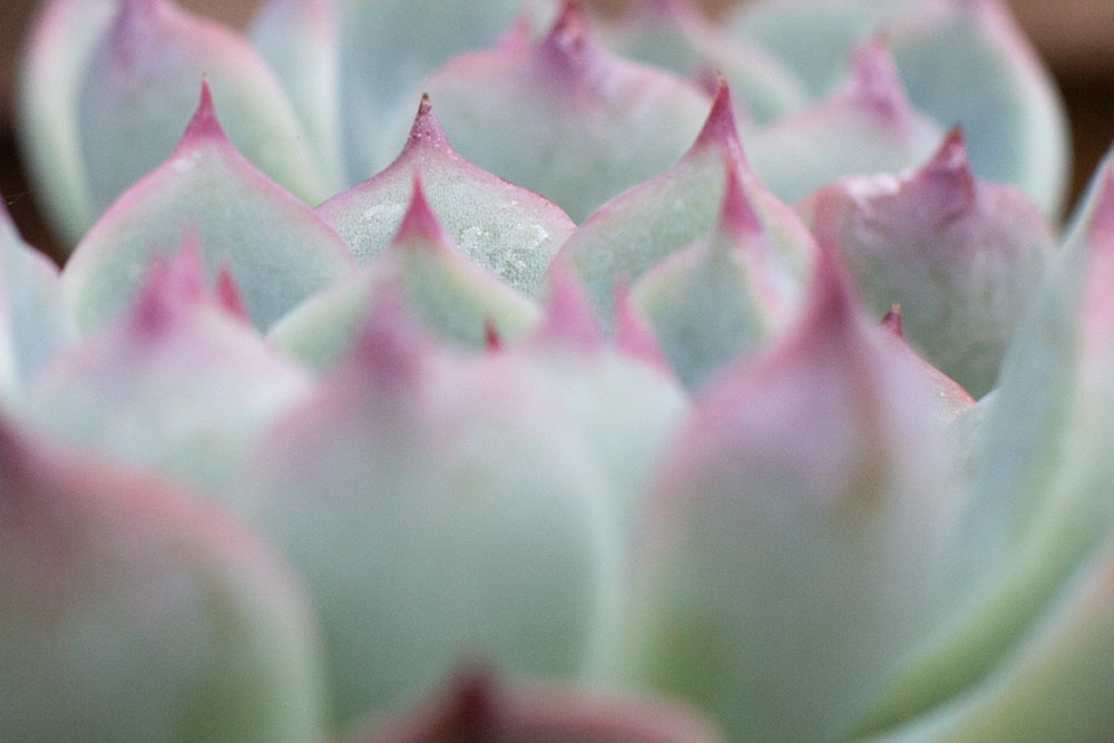 Echeveria chihuahuensis