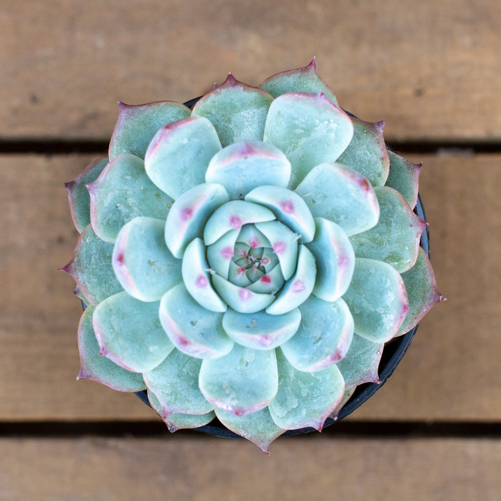 Echeveria chihuahuensis