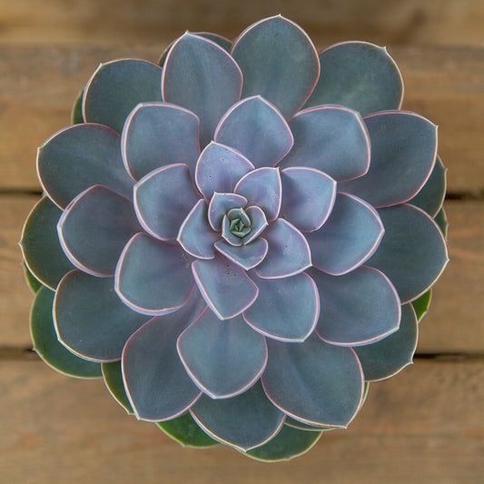 Echeveria Duchess of Nuremburg