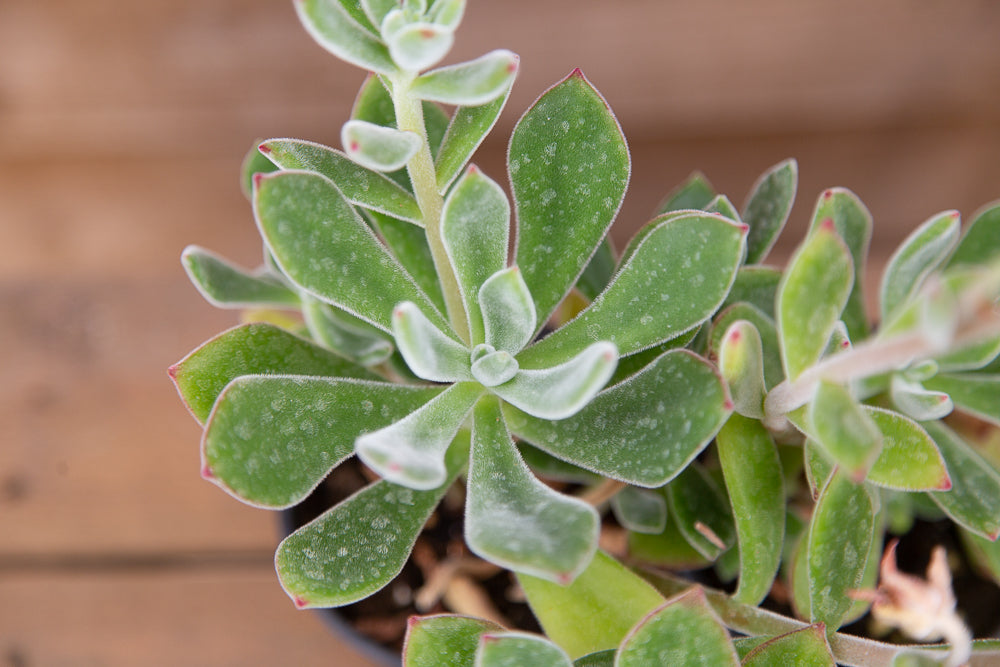 Echeveria setosa ‘Oliver’