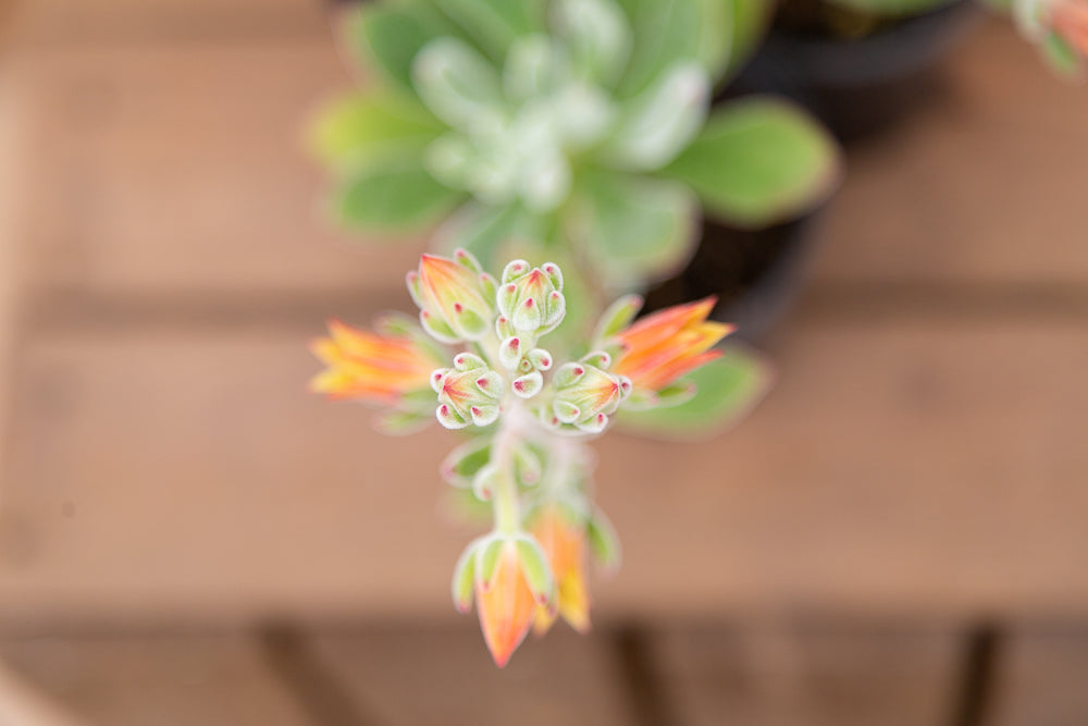 Echeveria setosa ‘Oliver’