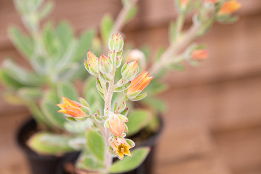 Echeveria setosa ‘Oliver’