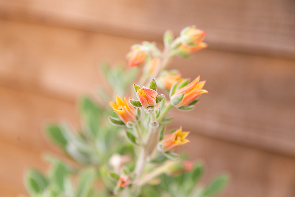 Echeveria setosa ‘Oliver’