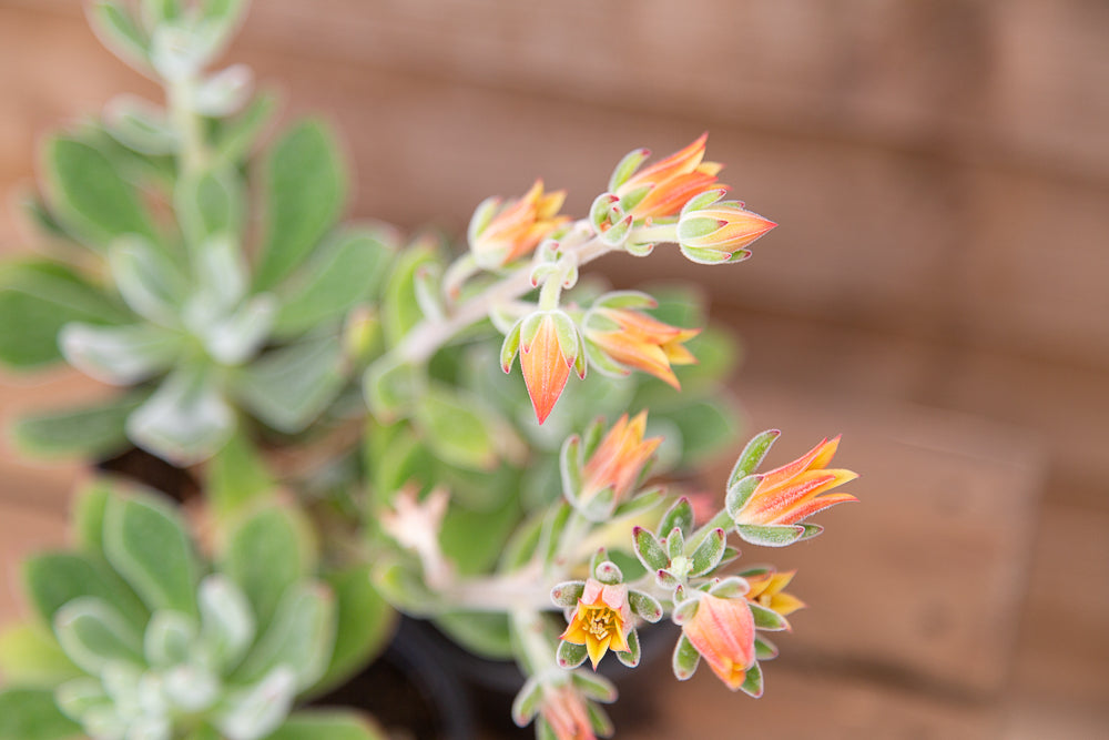 Echeveria setosa ‘Oliver’