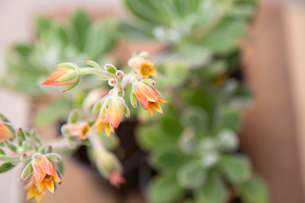 Echeveria setosa ‘Oliver’