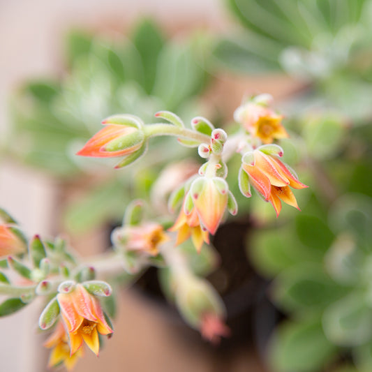 Echeveria setosa ‘Oliver’