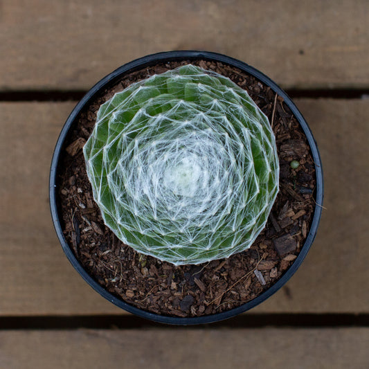 Echeveria_Sempervivum_Arachnoideum